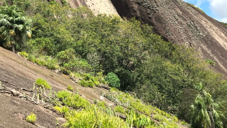 Estudo encontra plantas resistentes ao calor em morros do Espírito Santo